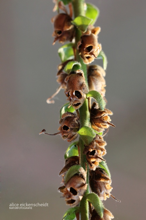 Löwenmäulchen (Antirrhinum sp.)